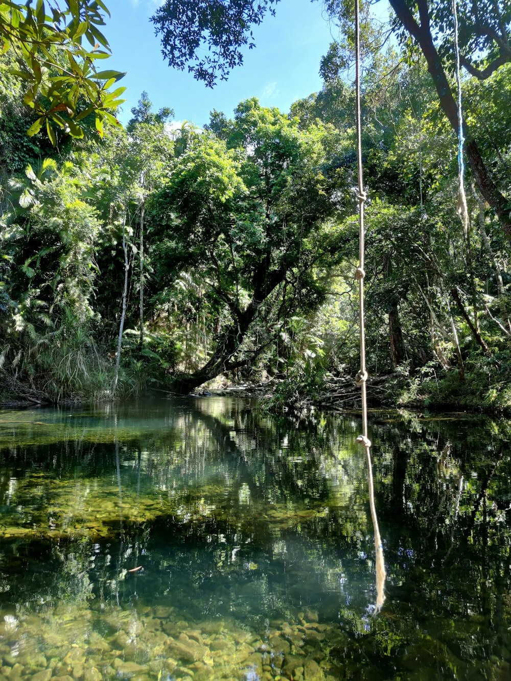 a body of water surrounded by lush green trees