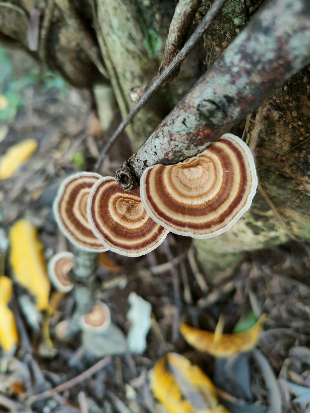 mushrooms growing on a tree in the forest