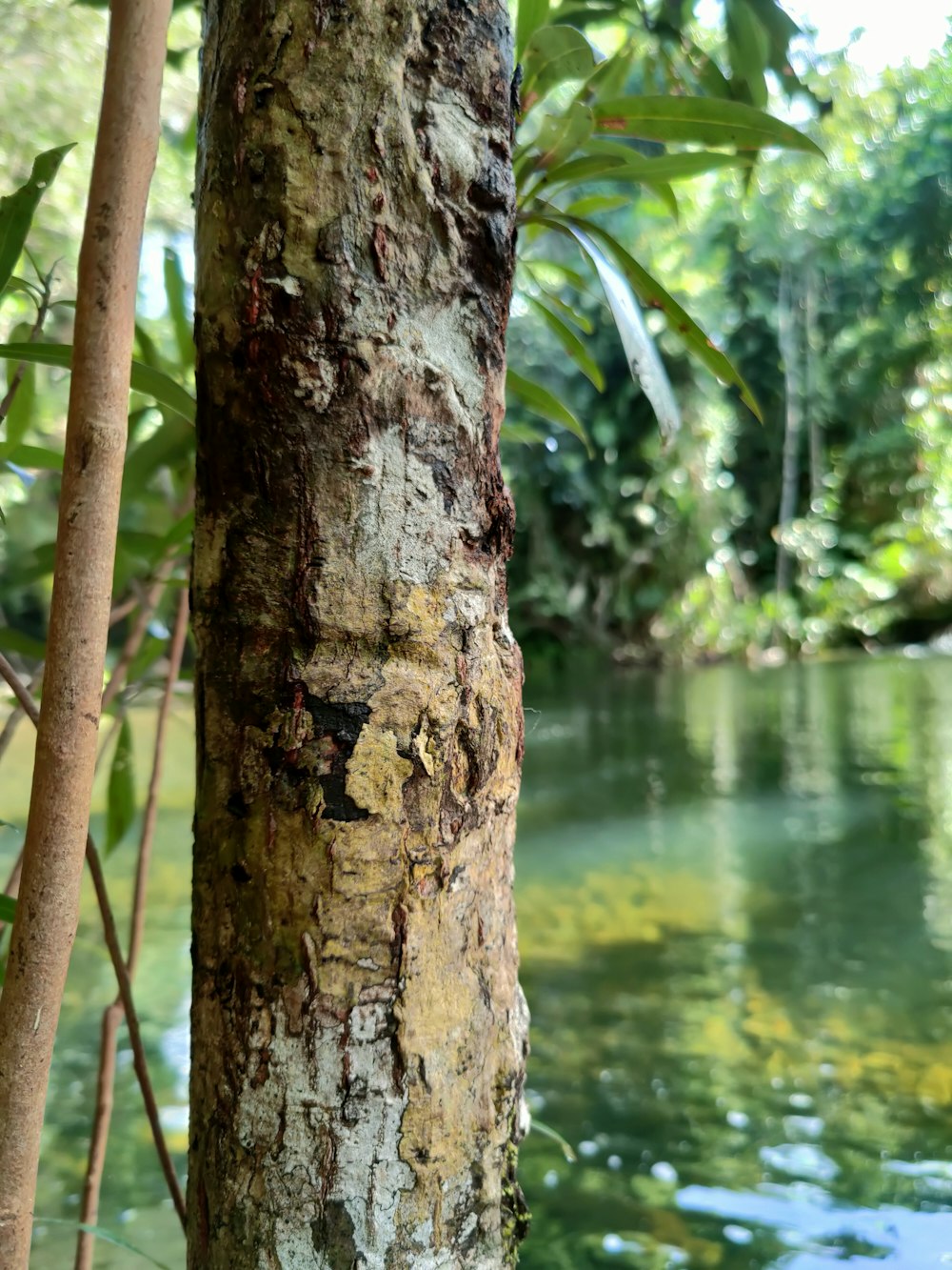 a tree that is next to a body of water