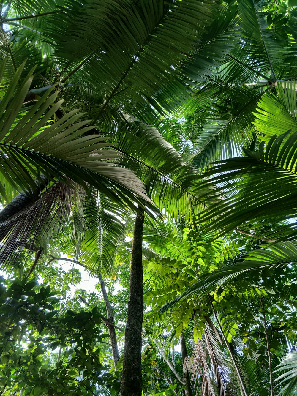 a lush green forest filled with lots of trees