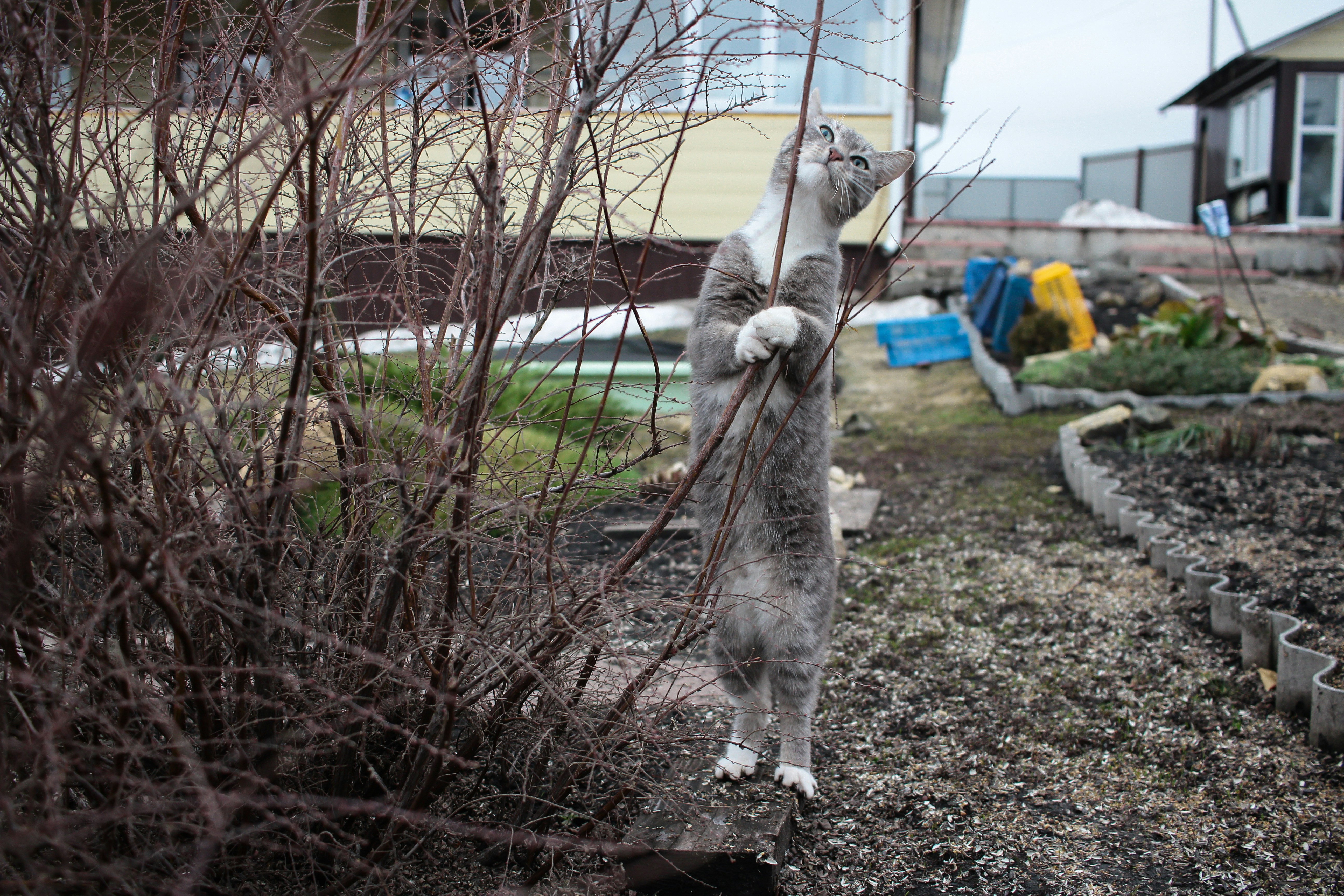 Panting Patterns and What They Reveal