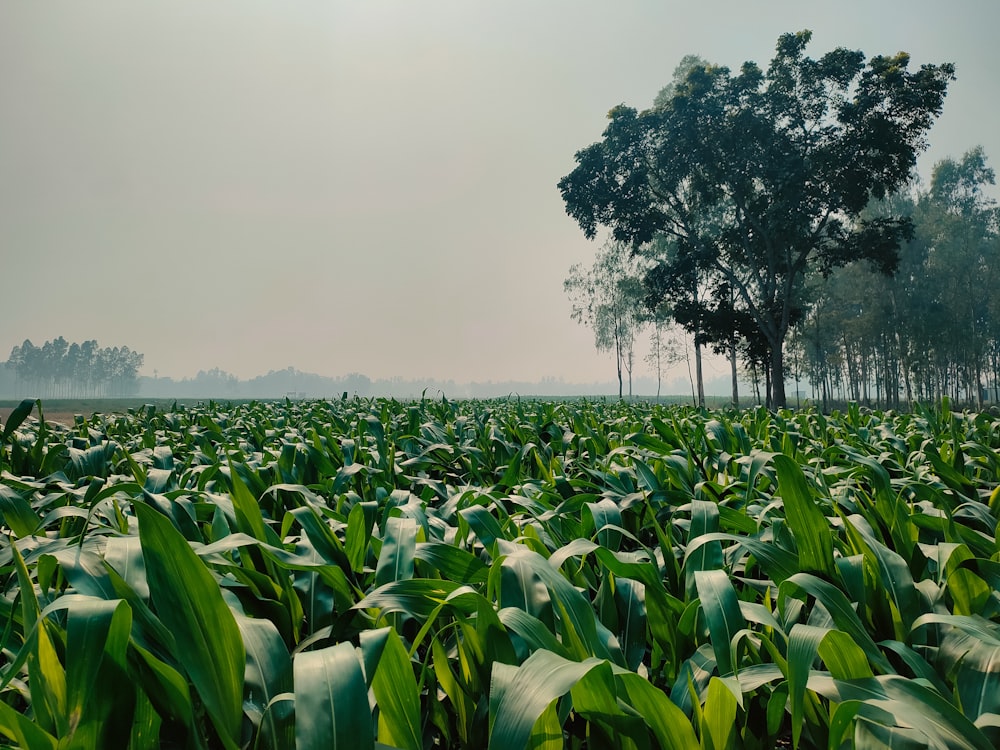 a large field of green plants with trees in the background