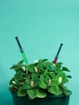 a green plant with two sys sticking out of it