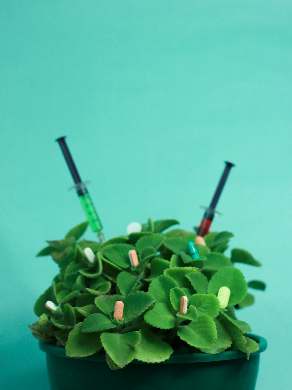 a green plant with two sys sticking out of it