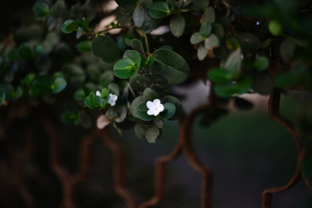 a small white flower sitting on top of a tree