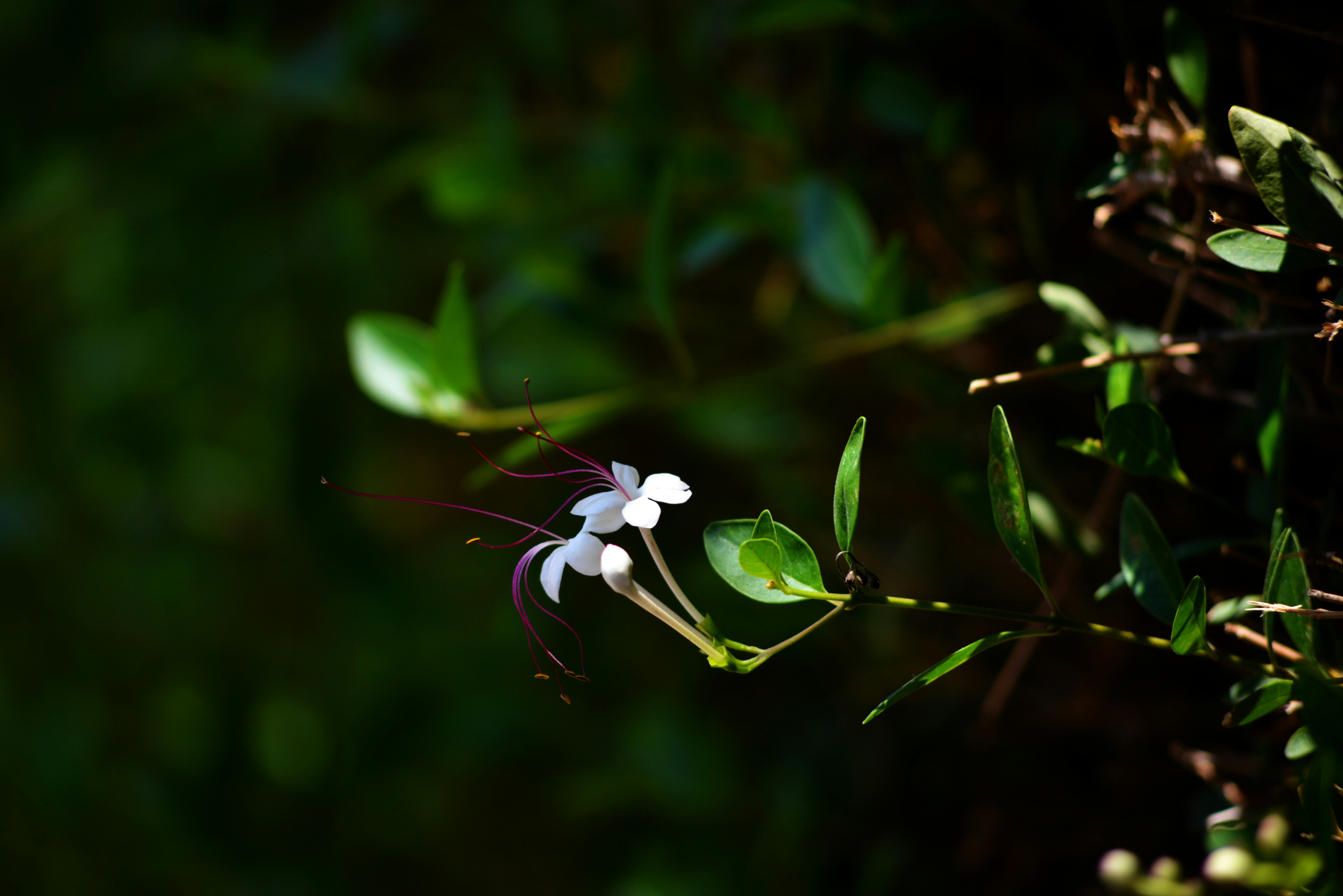 Photo by cherstve_pechivo