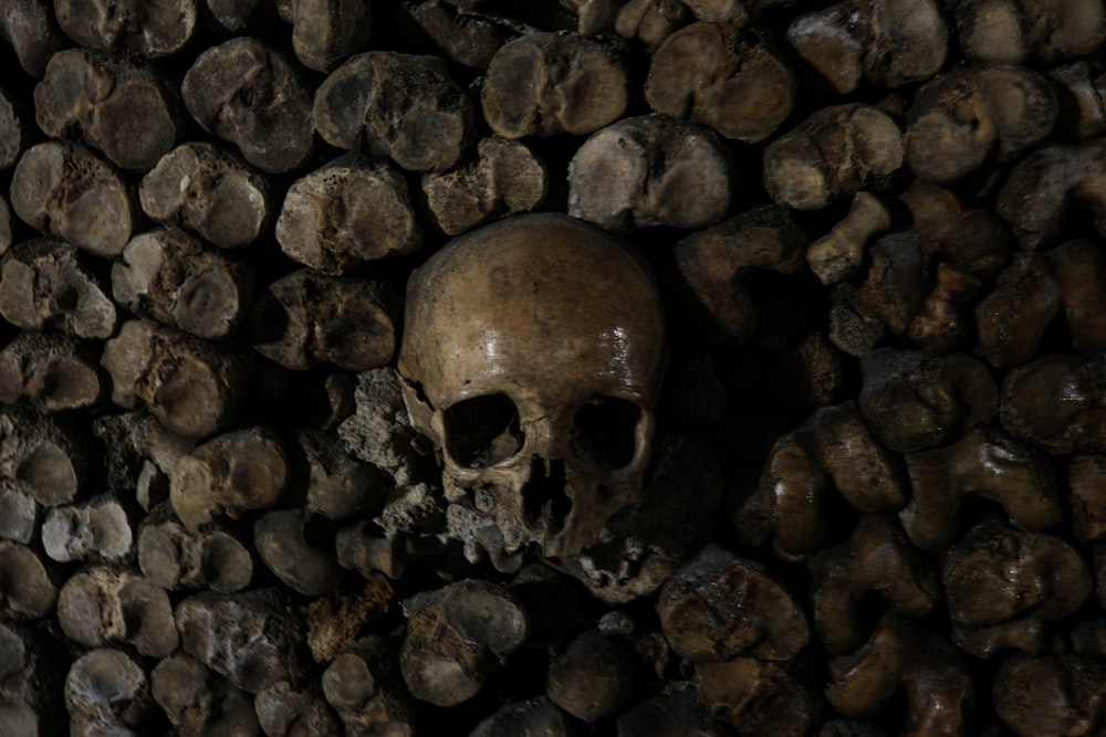 there is a skull in the middle of a pile of rocks