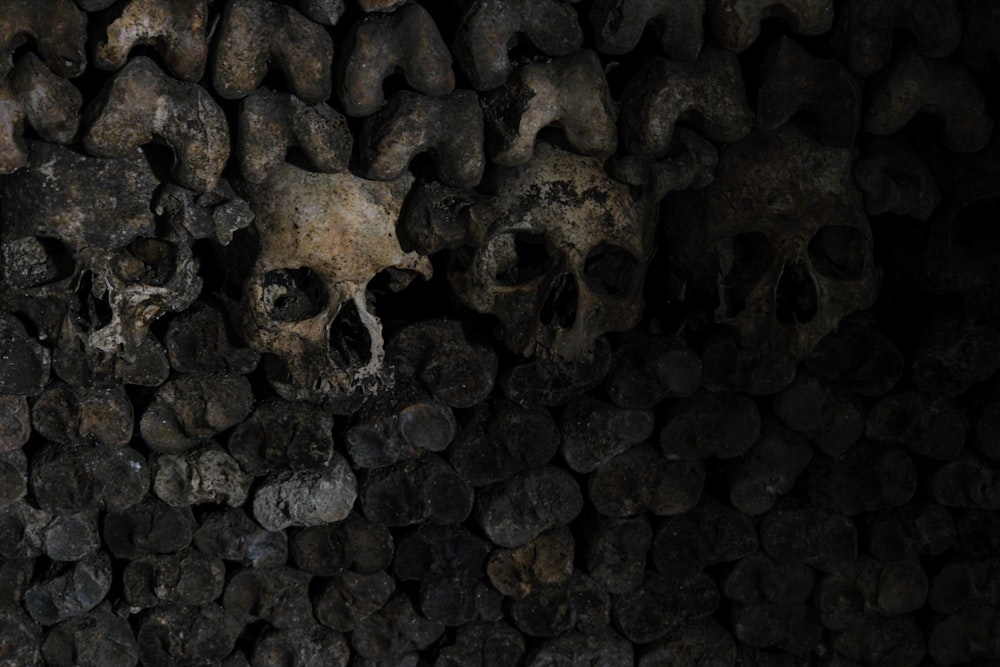 a bunch of skulls that are on a wall