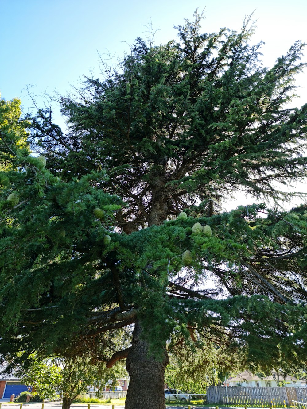 a large green tree sitting next to a lush green park