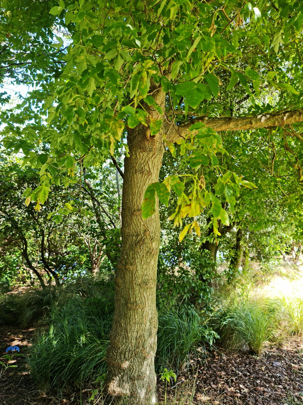 a tree with green leaves in a wooded area