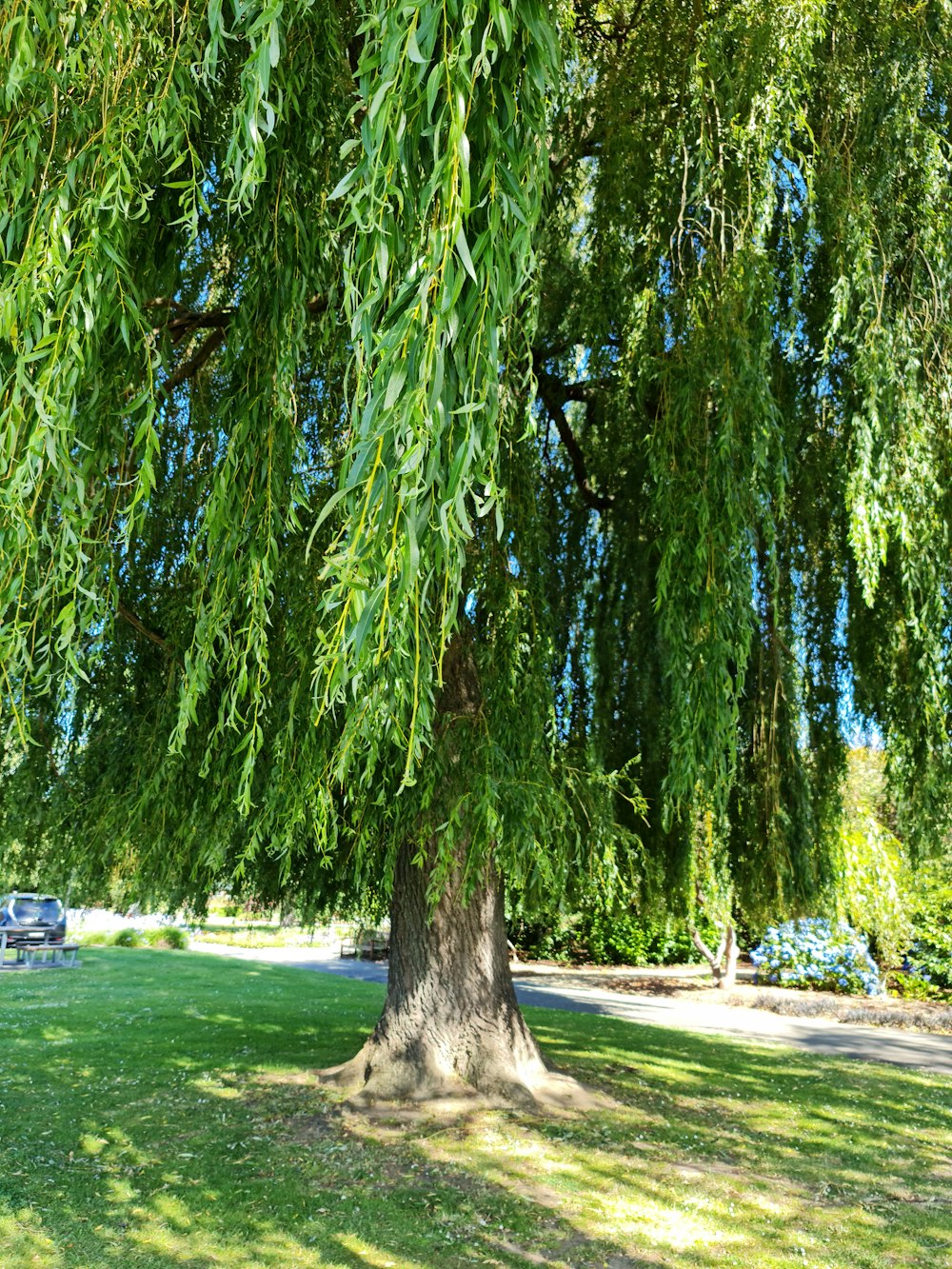 a bench under a tree in a park