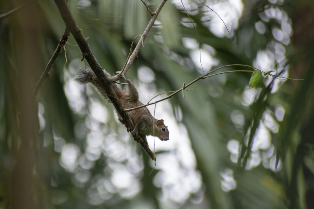 a squirrel is sitting on a tree branch