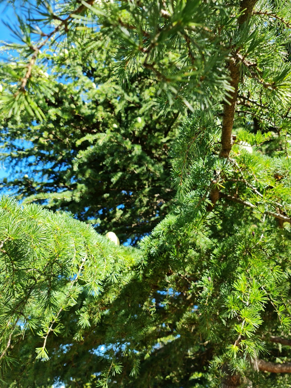 a bird perched on top of a tree branch