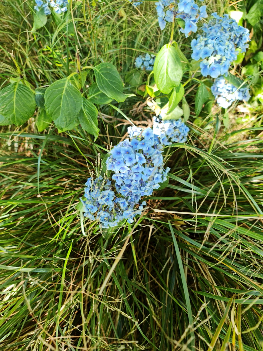 a bunch of blue flowers that are in the grass