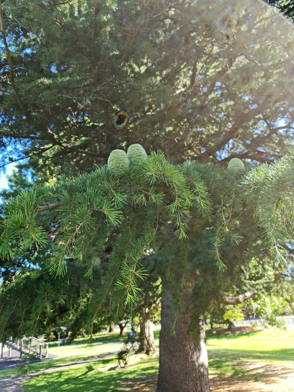 a pine tree with a pair of shoes hanging from the top of it