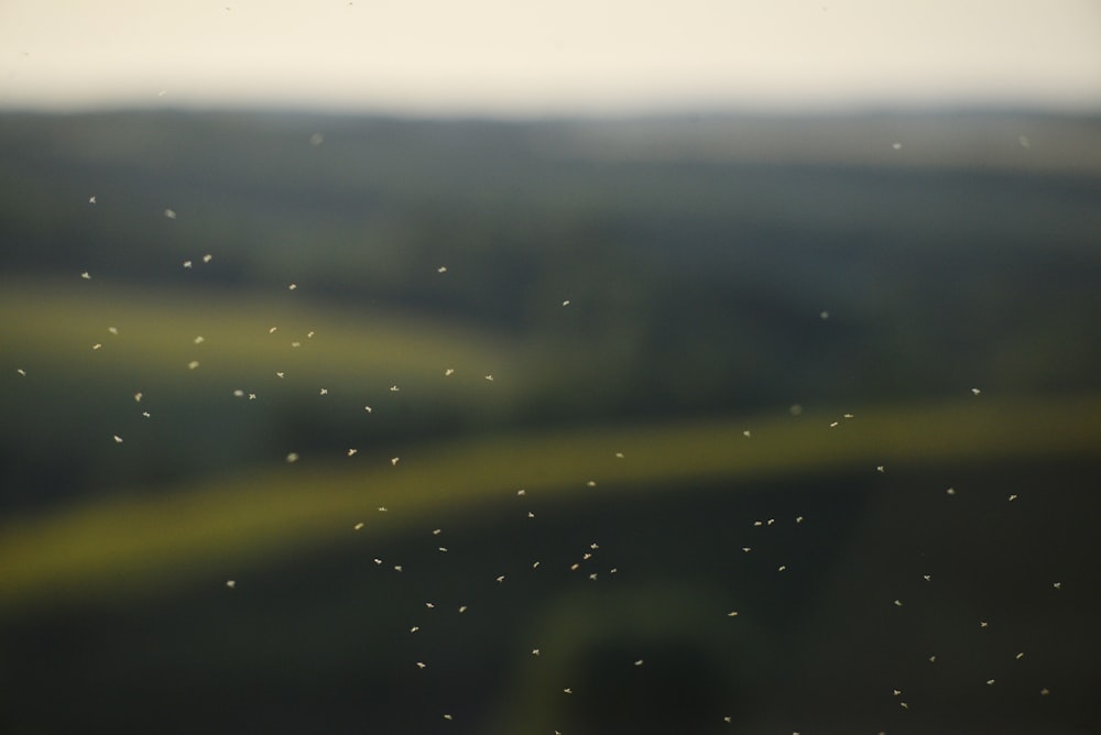 a blurry photo of a field with birds flying in the sky