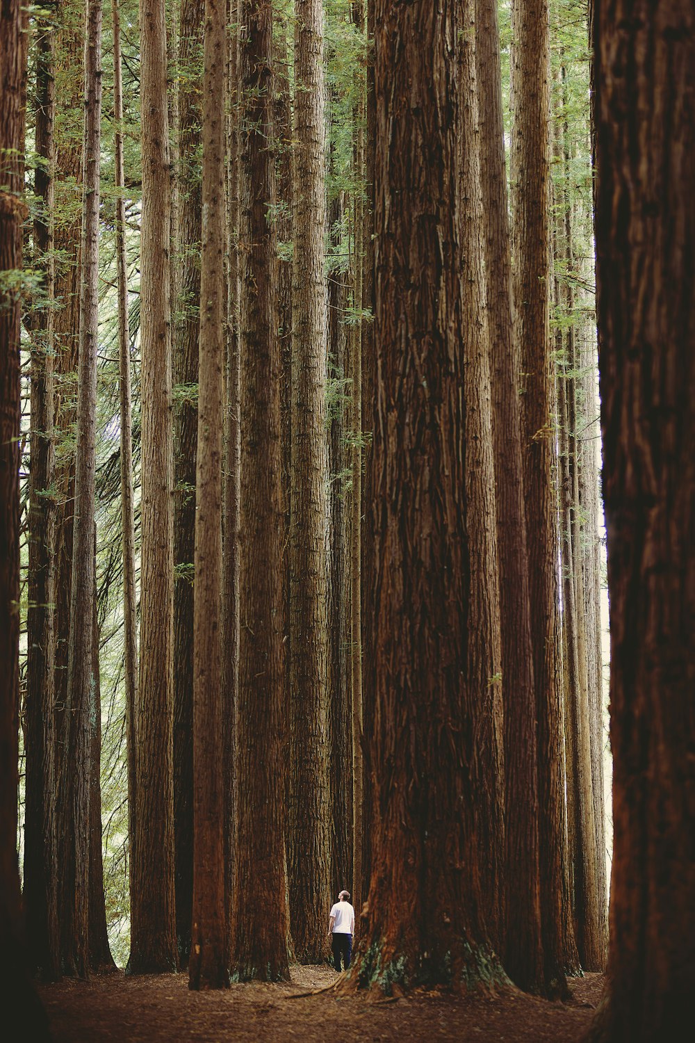 una persona in piedi nel mezzo di una foresta