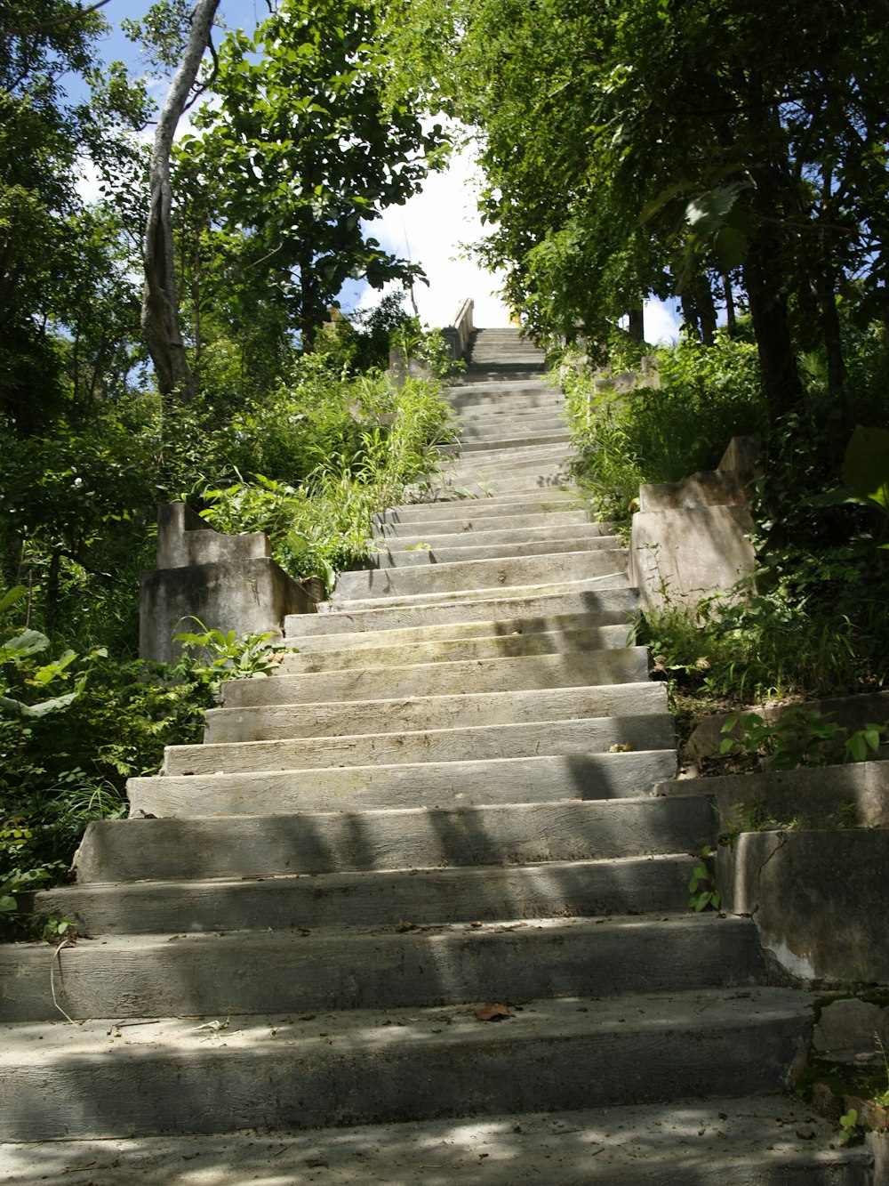 a bunch of steps that are next to some trees