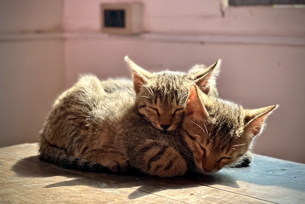 a couple of kittens laying on top of a wooden table
