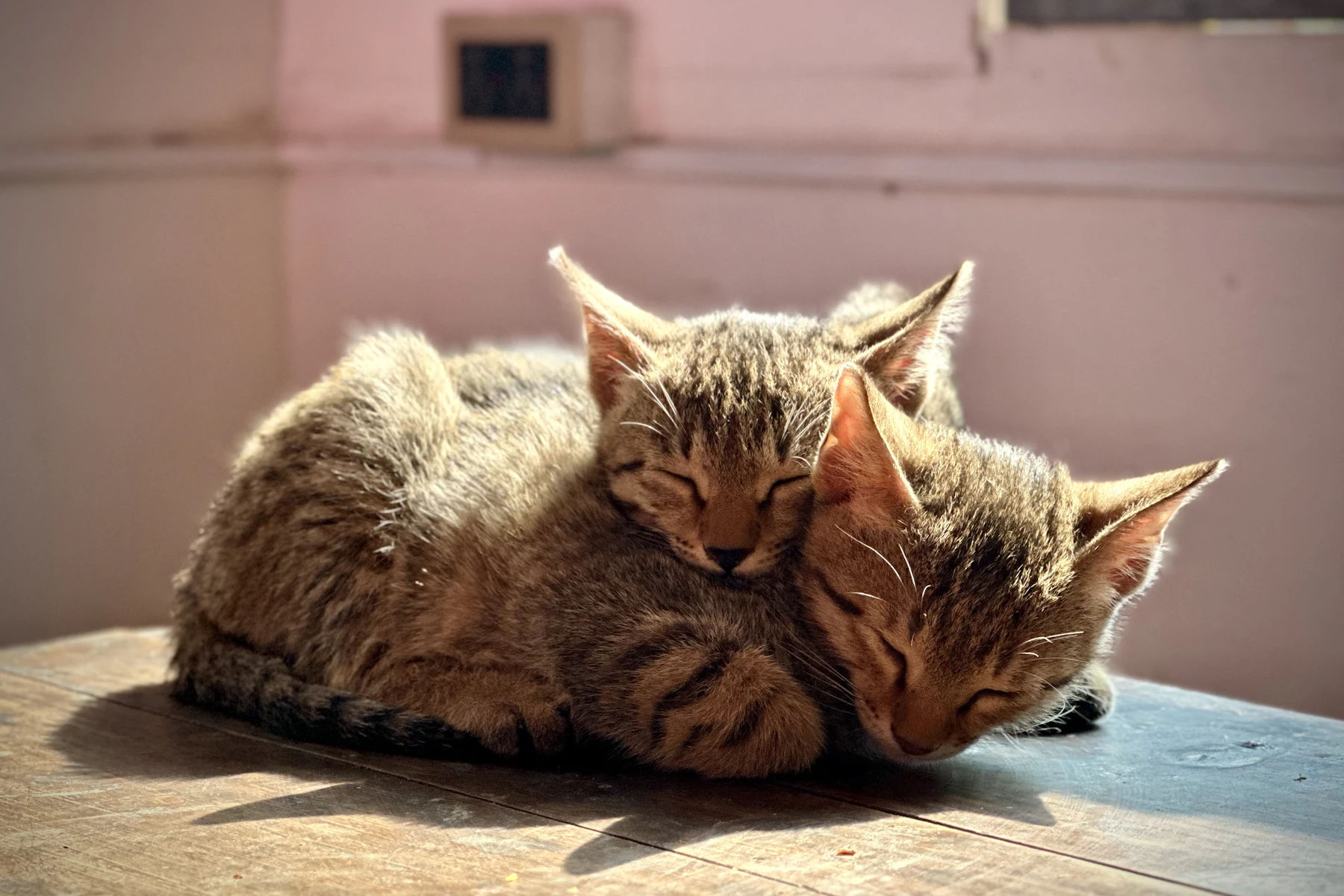 gửi mèo qua đêm đà nẵng