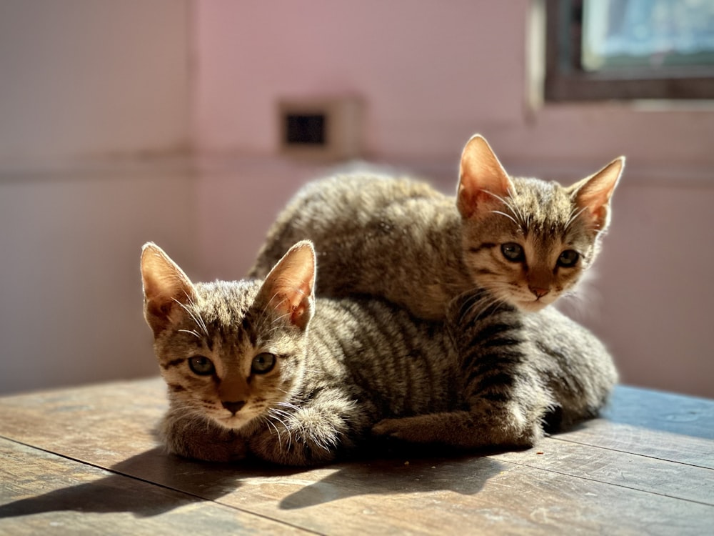 a couple of kittens sitting on top of a wooden table