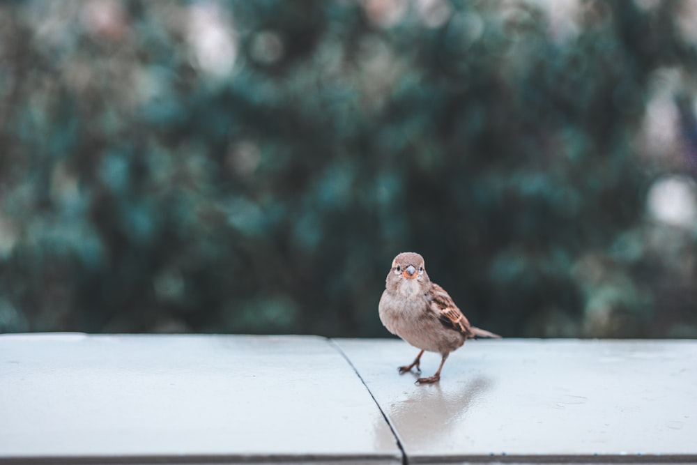 a small bird sitting on top of a white table