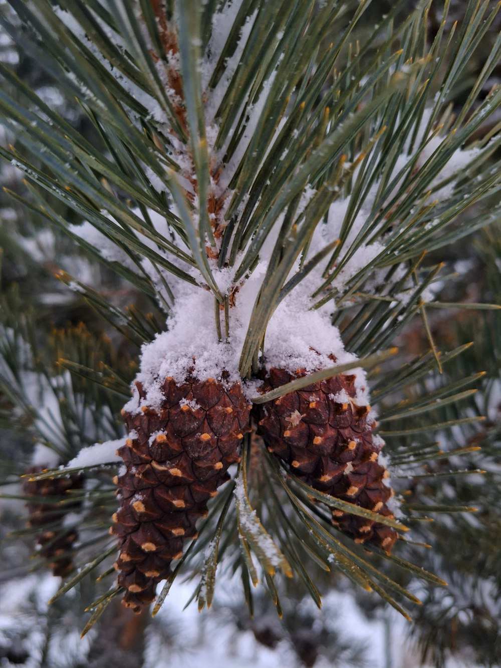 Nahaufnahme einer Kiefer mit Schnee darauf