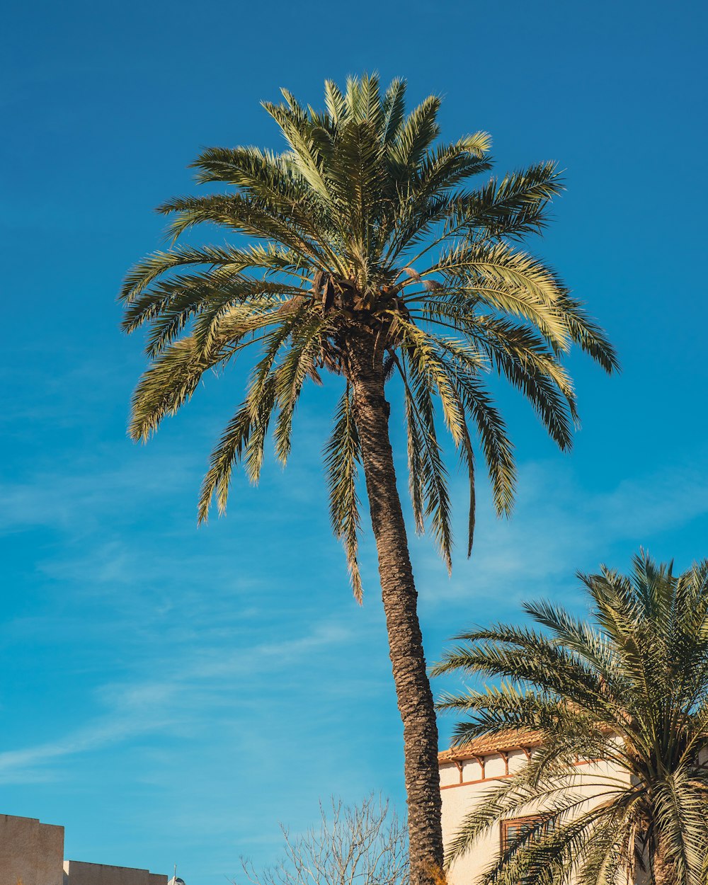 a tall palm tree sitting next to a building