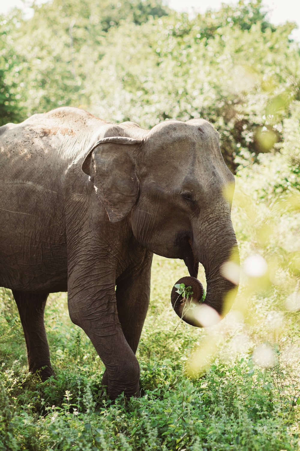 an elephant standing in a field with trees in the background