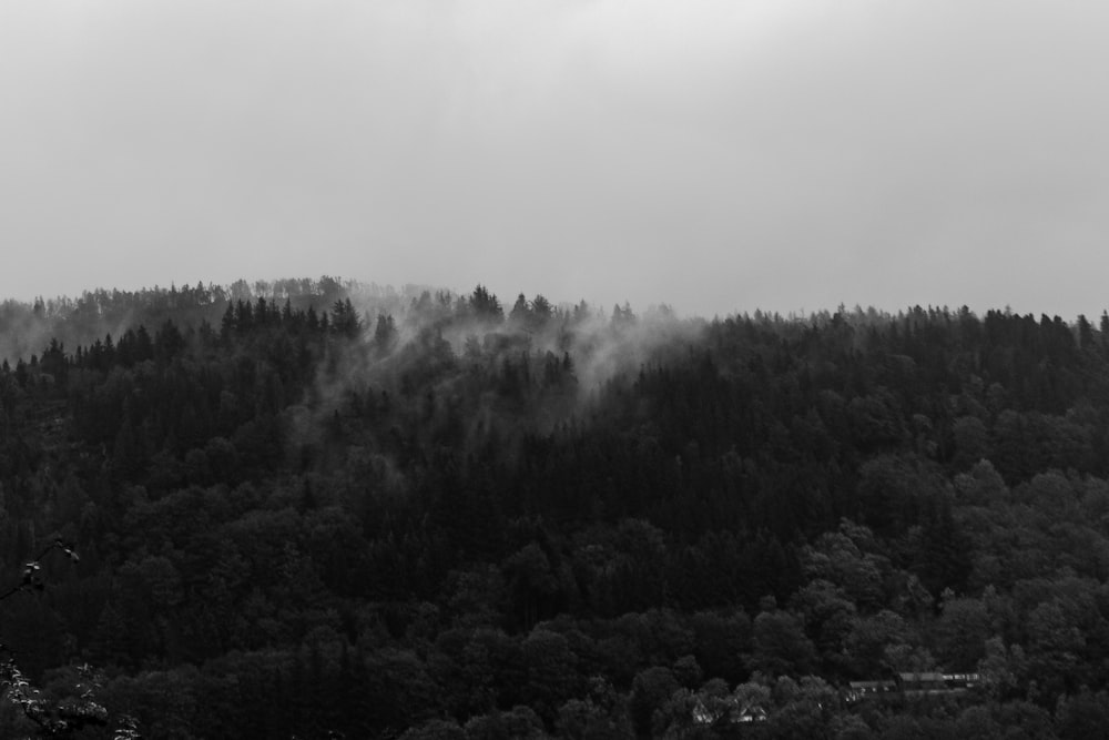 a black and white photo of a forest