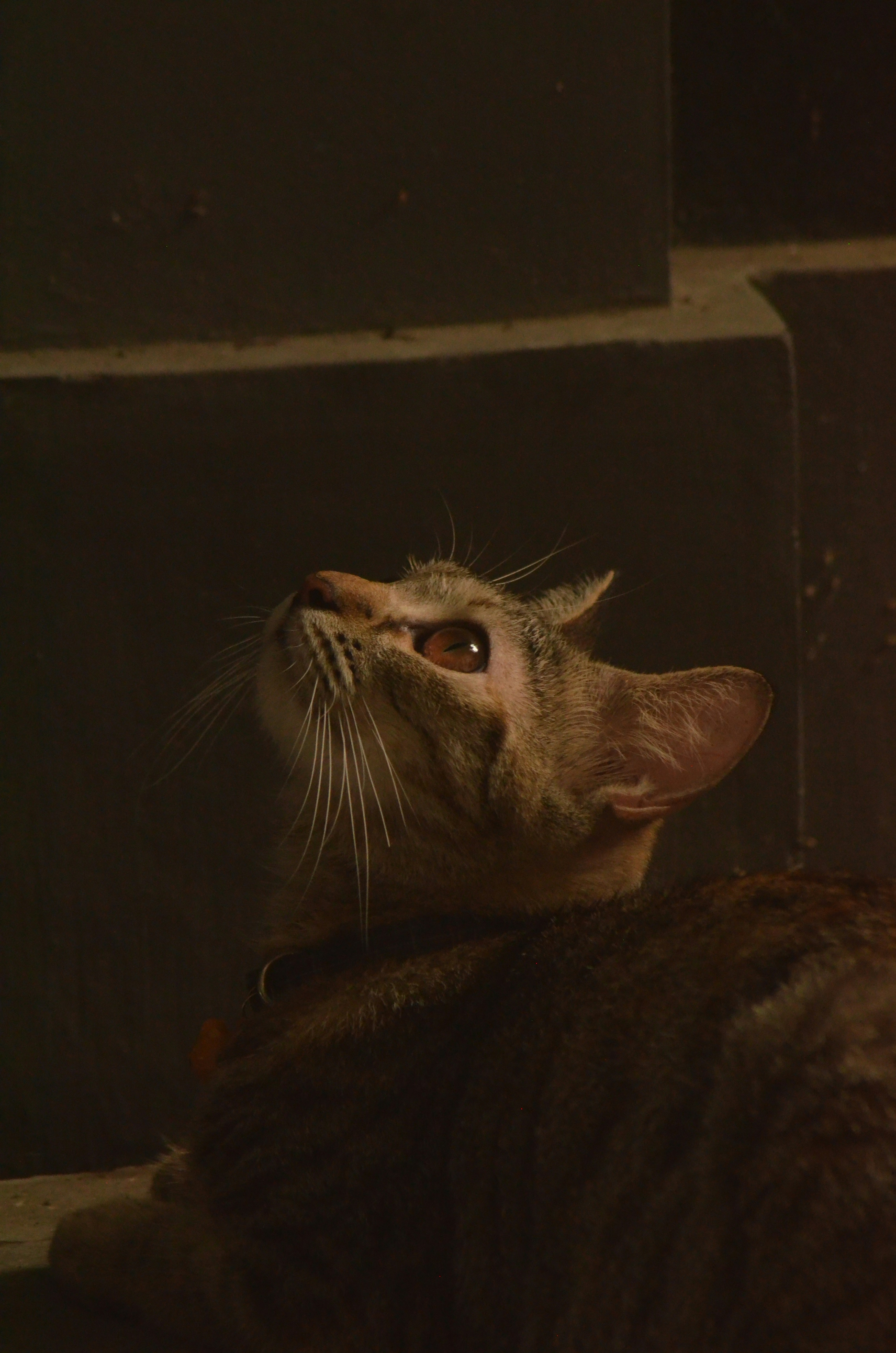 a close up of a cat laying on the ground