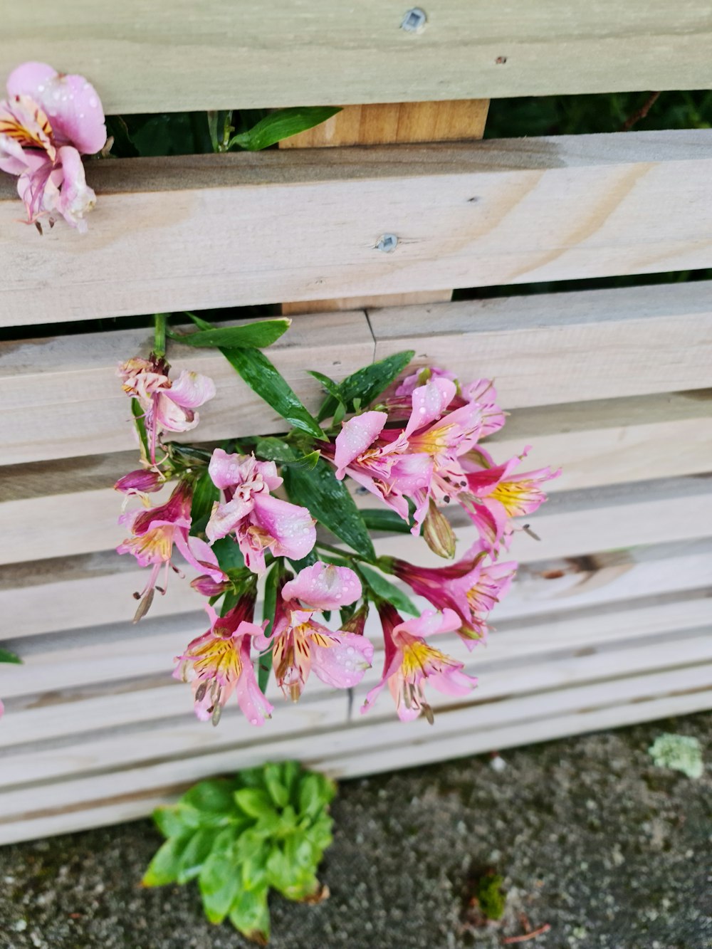 un mazzo di fiori rosa seduto in cima a una panchina di legno