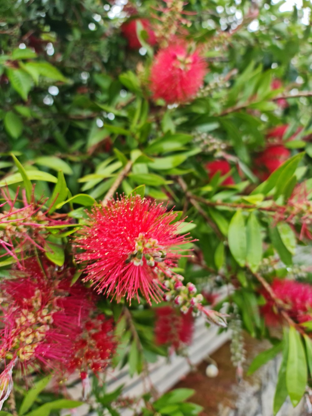 a bush with red flowers and green leaves