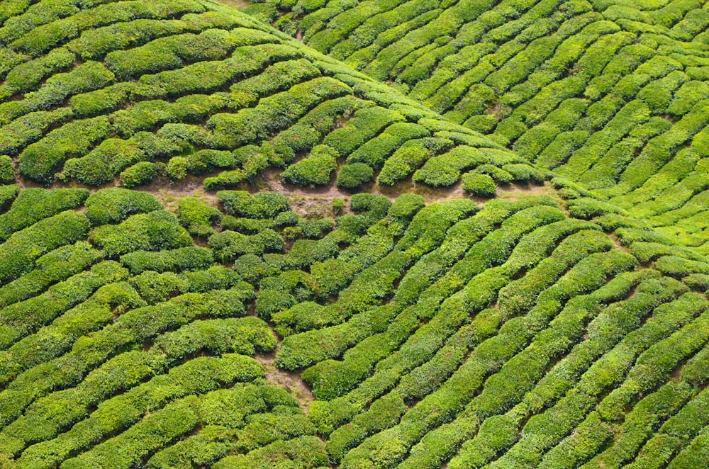 a lush green field covered in lots of trees