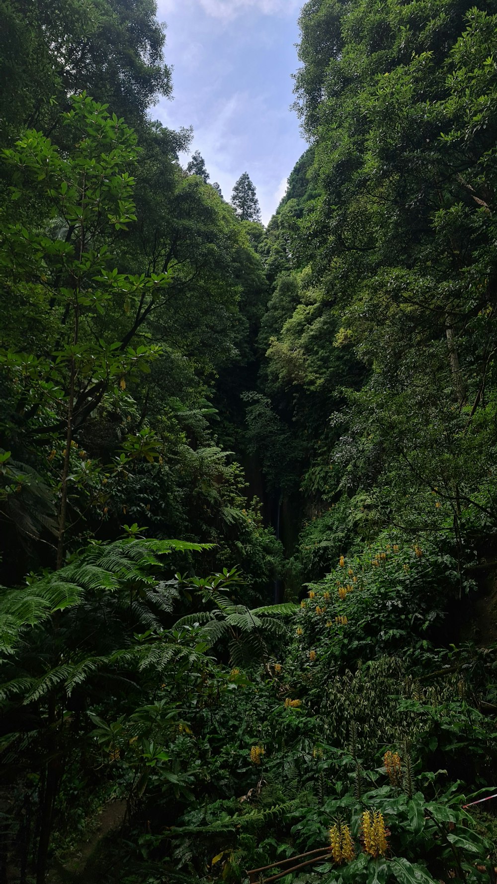 Un frondoso bosque verde lleno de muchos árboles