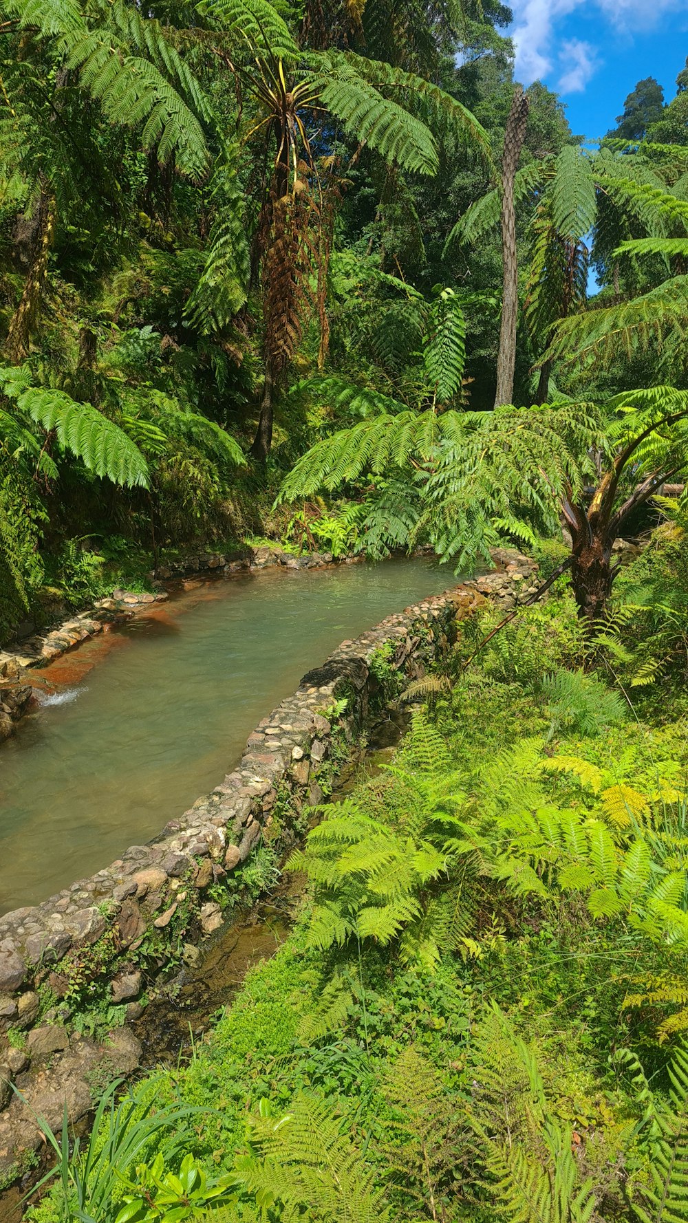 um riacho que atravessa uma exuberante floresta verde