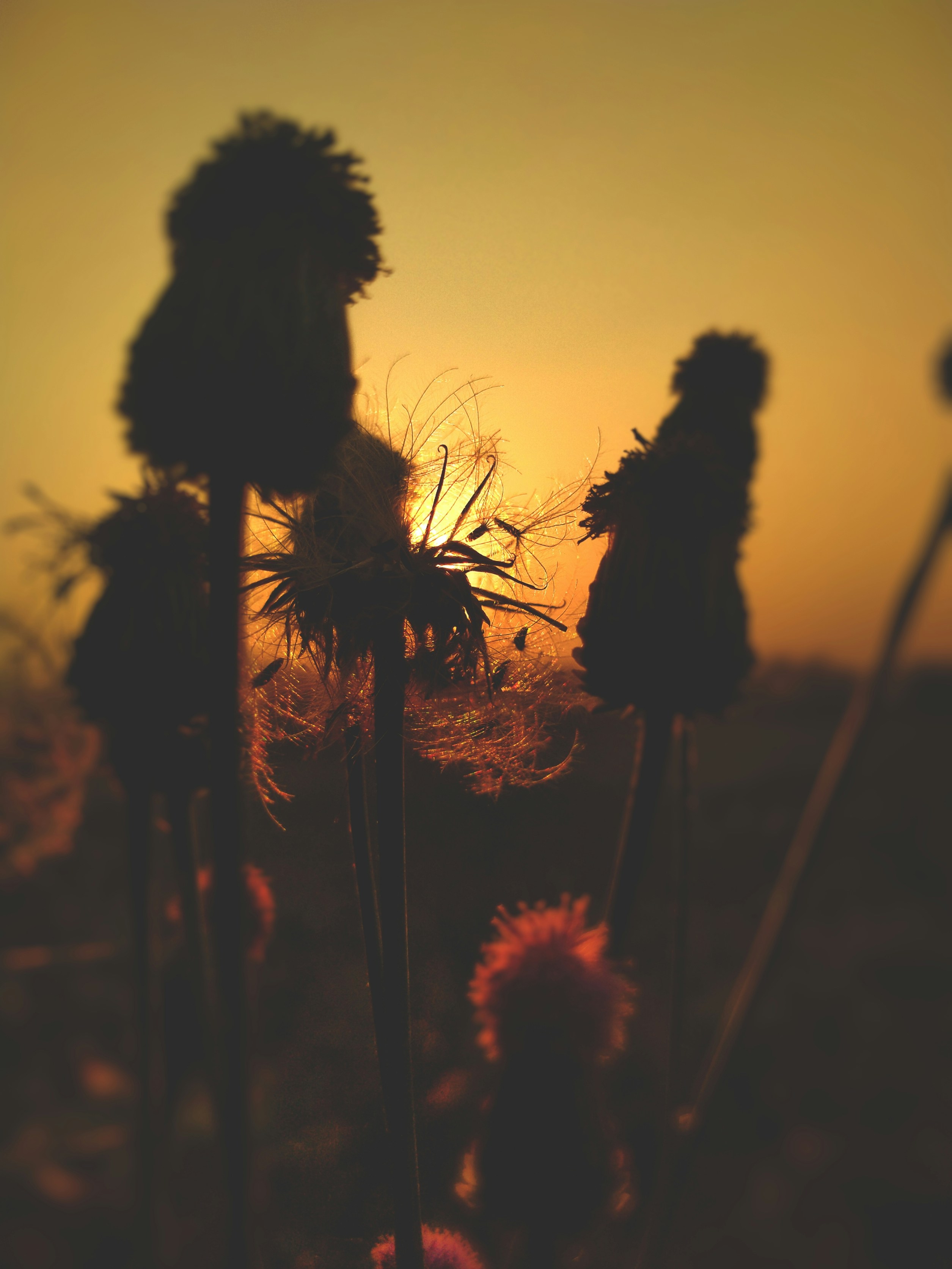 Photo by shuvorj133