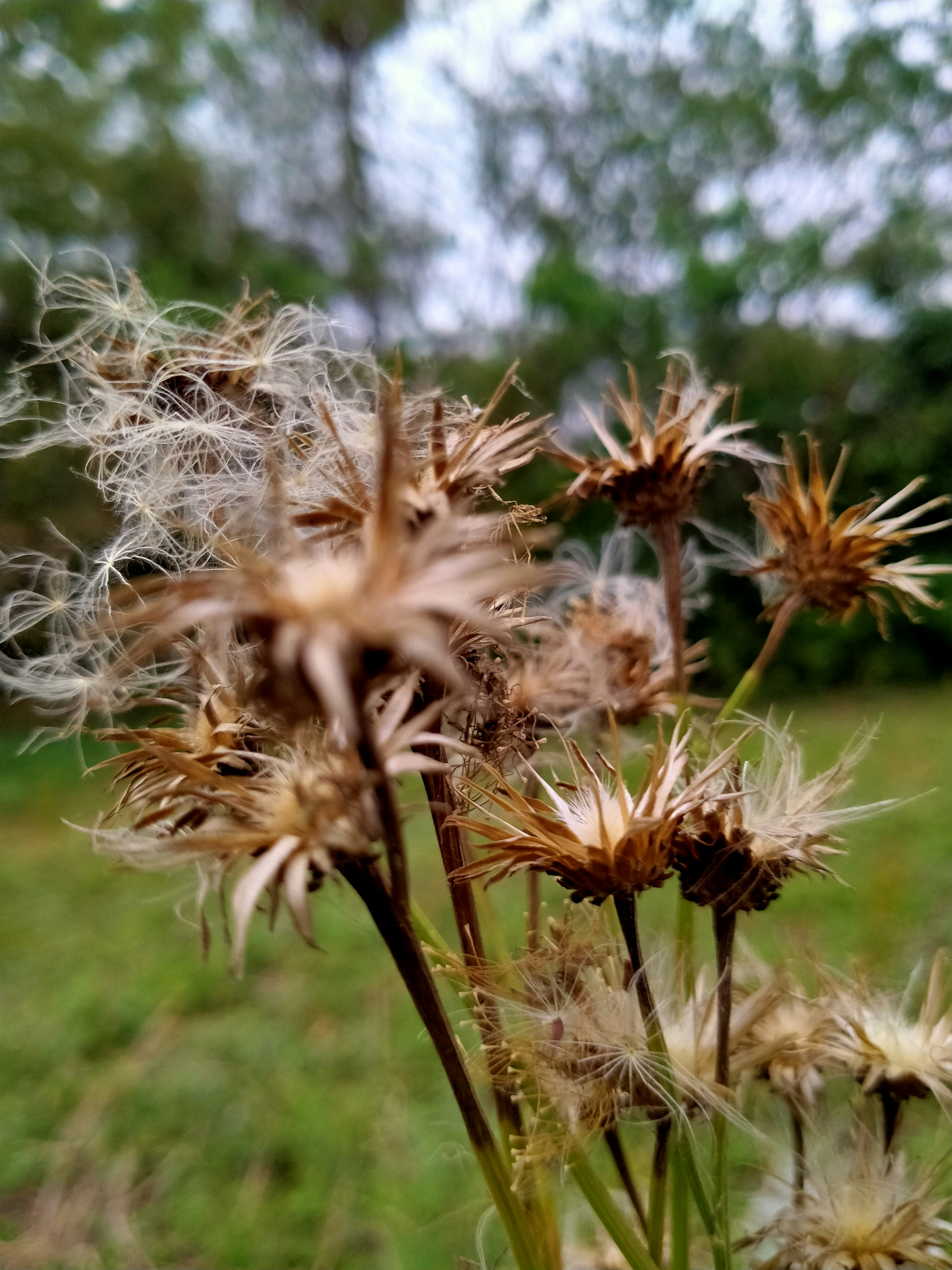 a close up of a flower in a field