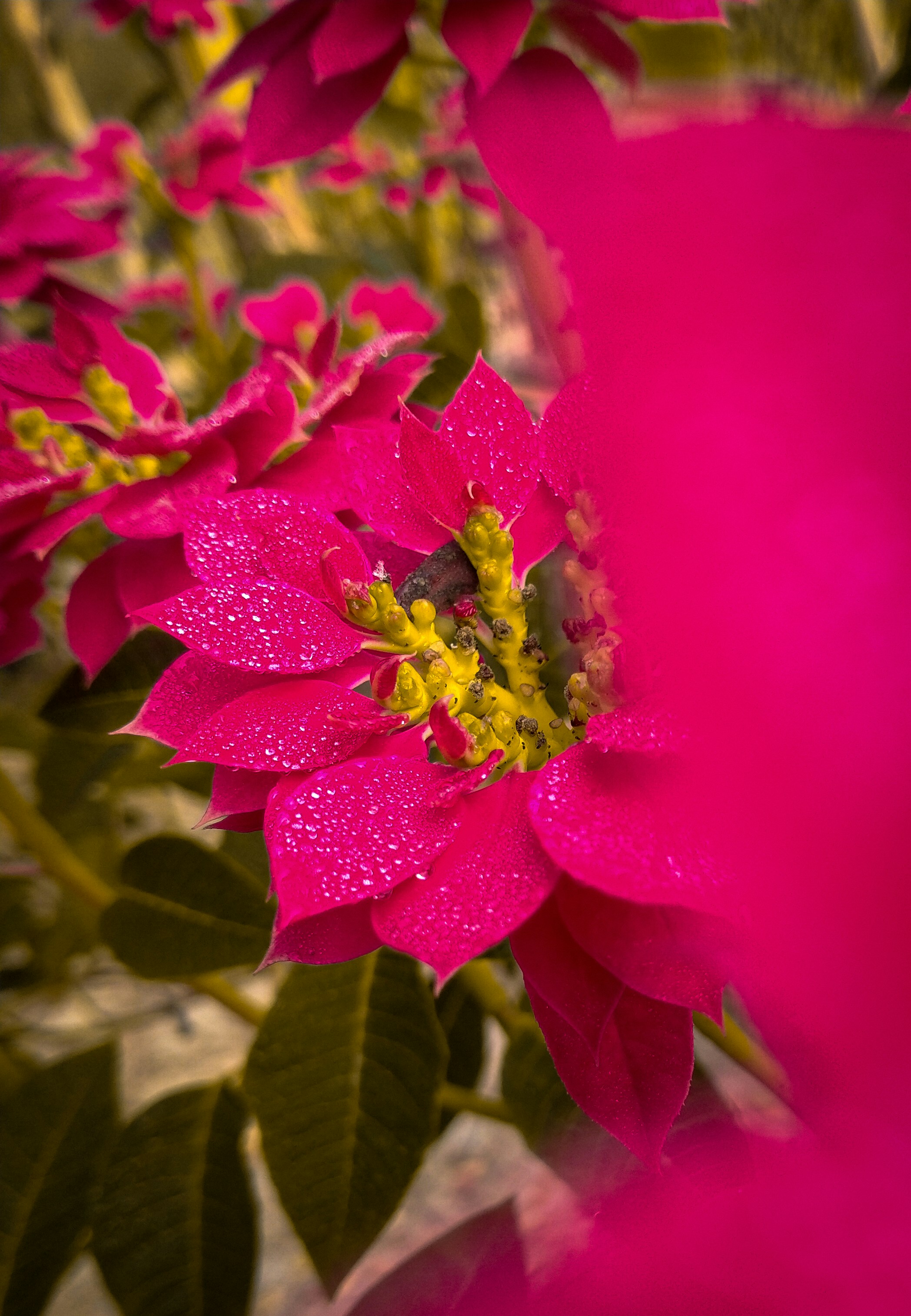 a close up of a pink flower with green leaves