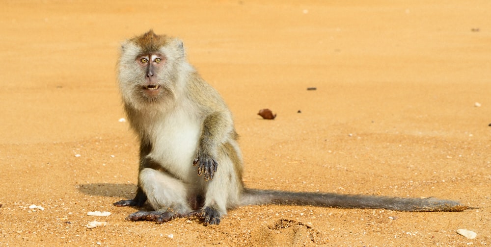 a monkey sitting on a sandy beach looking at the camera