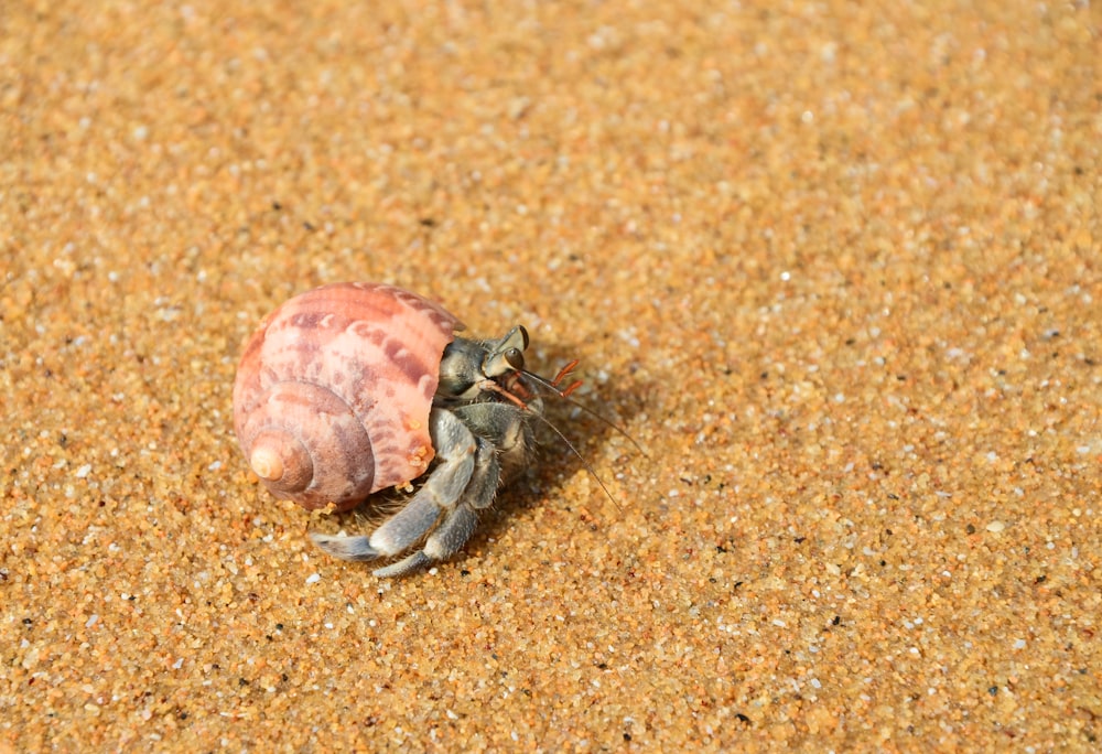 a crab crawling on a shell in the sand