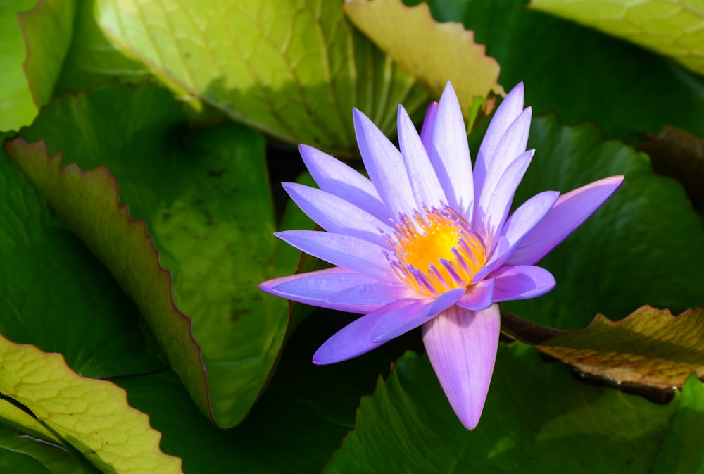 a purple water lily in a pond surrounded by green leaves