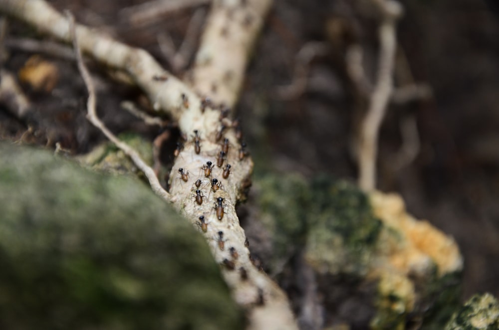 a close up of a tree with a lot of bugs on it