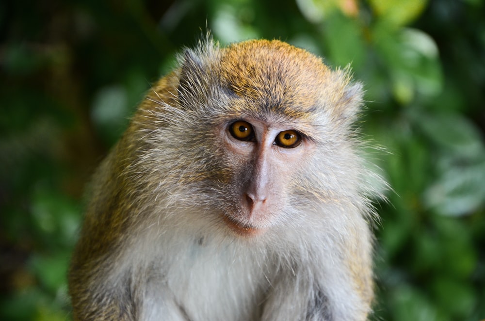 a close up of a monkey with a blurry background