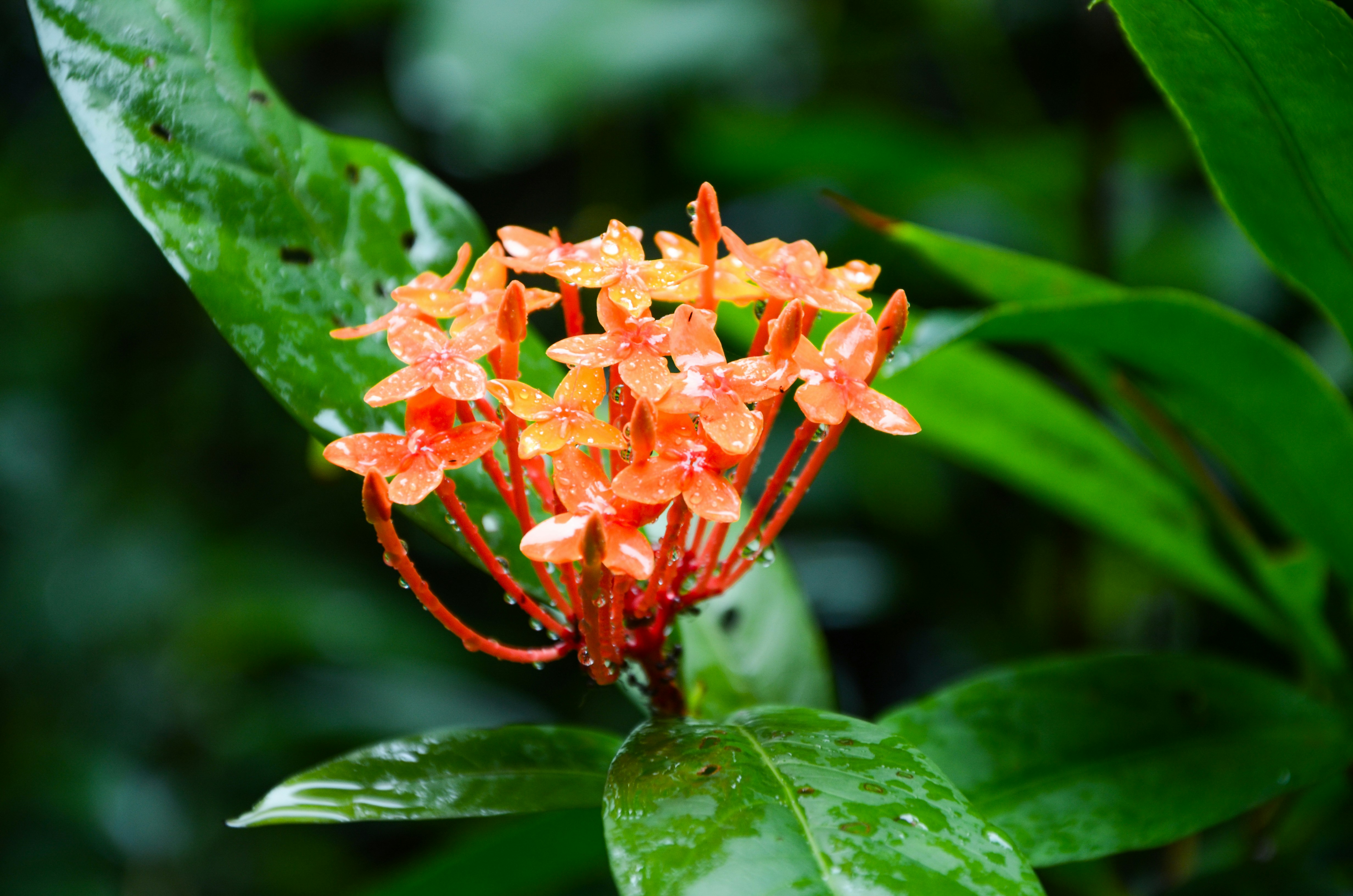 un primo piano di un fiore su una pianta