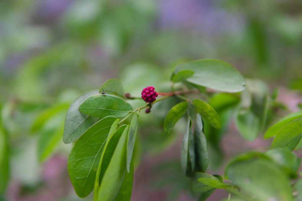 a small red flower on a green leafy branch