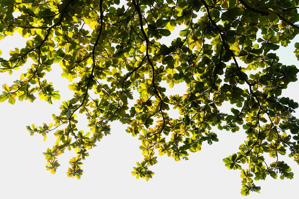 the leaves of a tree against a white sky