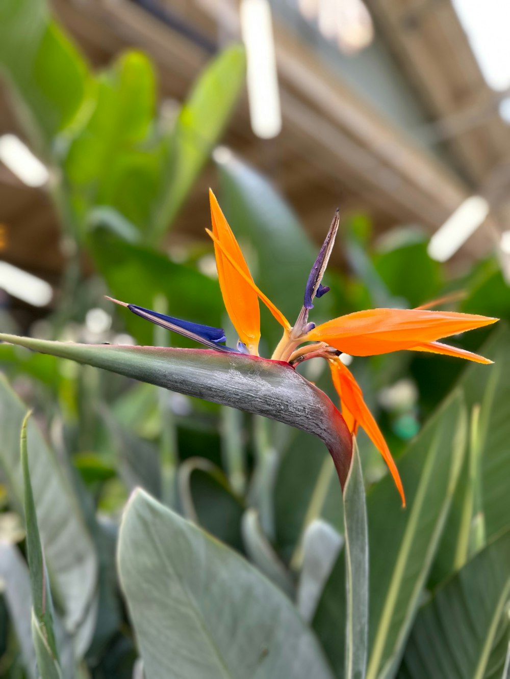 a bird of paradise flower in a greenhouse