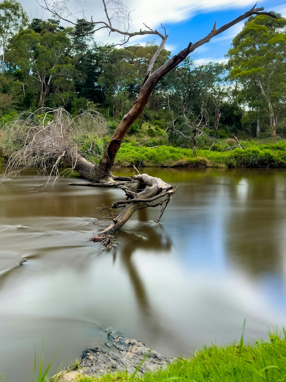 un arbre mort au milieu d’une rivière