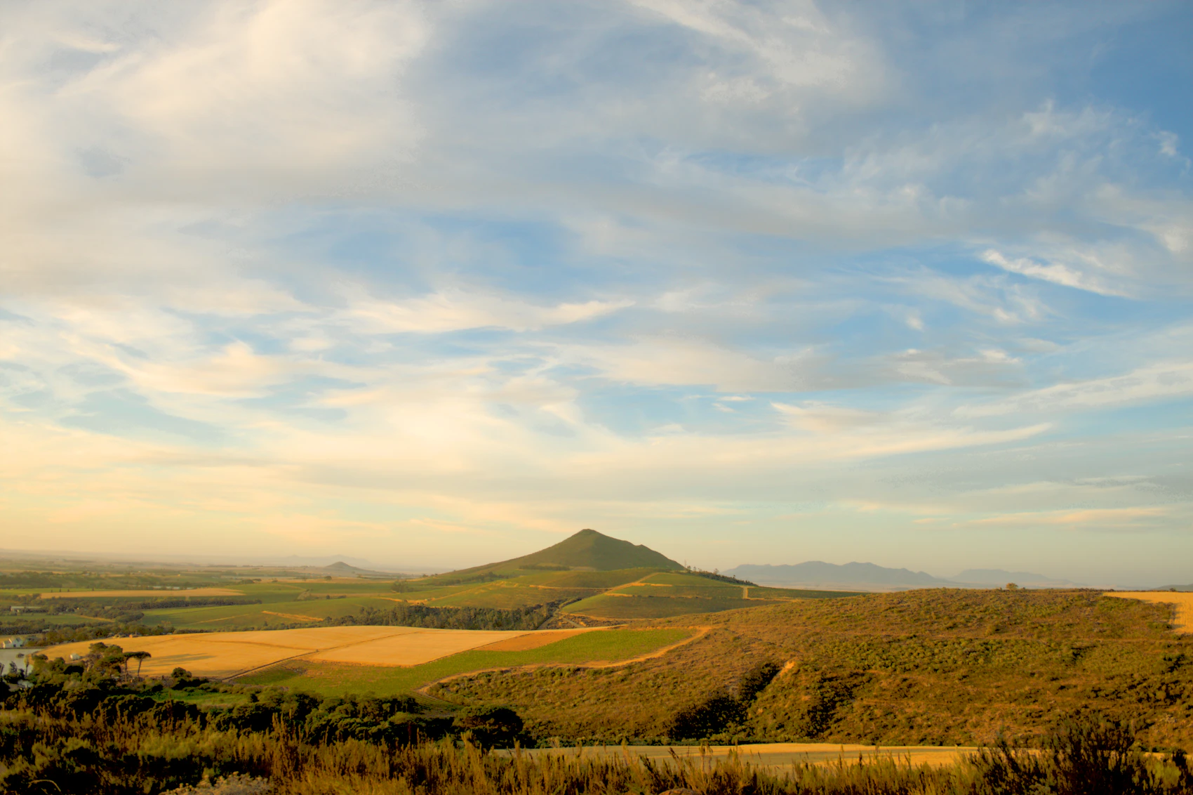 Vineyards stretching towards the mountains in Stellenbosch
